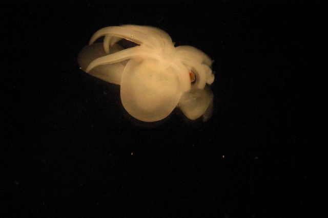 Photograph taken through microscope. Picture