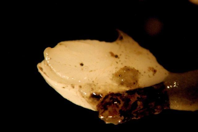 Photograph taken through microscope. Picture