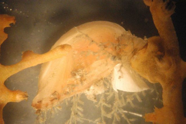 Photograph taken through microscope. Picture