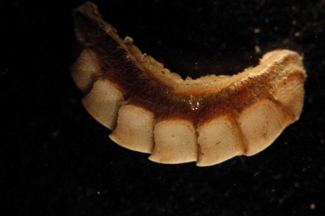 Photograph taken through microscope. Picture