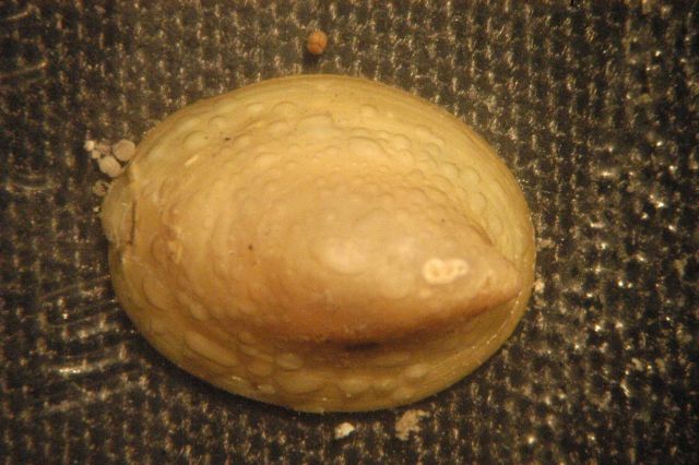 Photograph taken through microscope. Picture