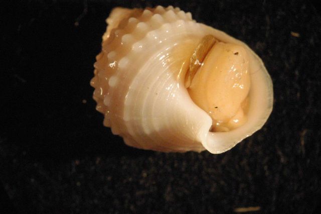 Photograph taken through microscope. Picture