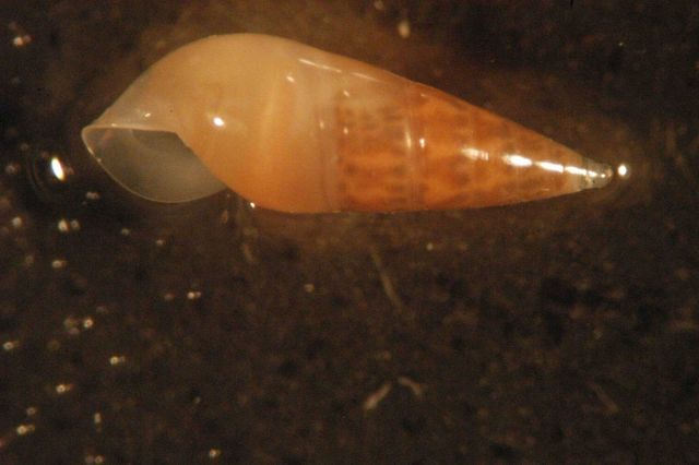 Photograph taken through microscope. Picture