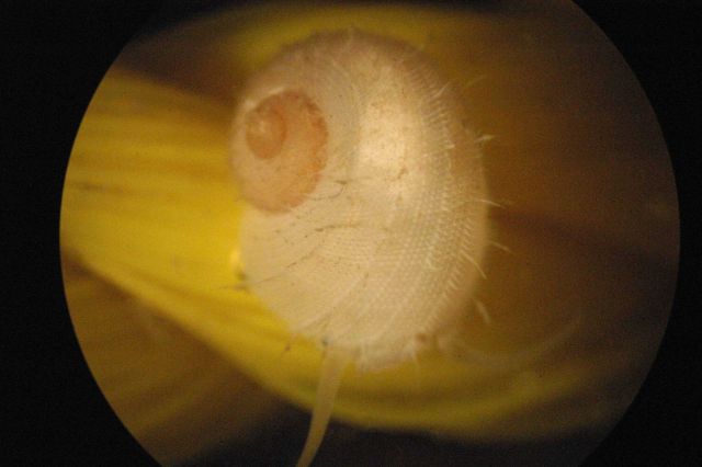 Photograph taken through microscope. Picture