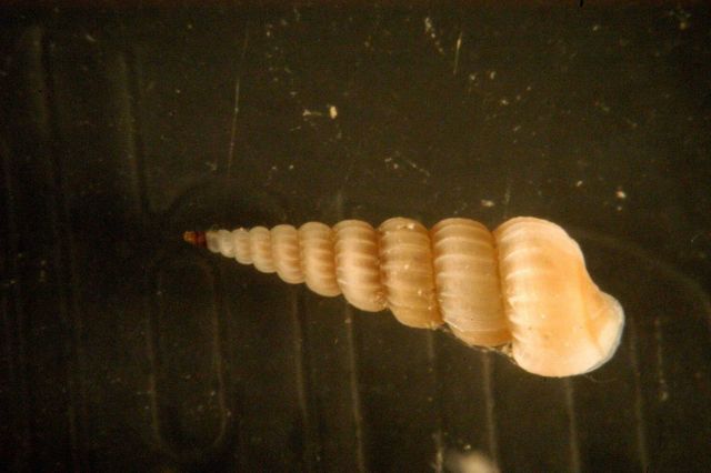 Photograph taken through microscope. Picture