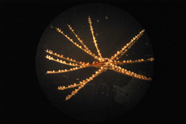 Photograph taken through microscope. Picture