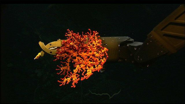 Sampling arm of ROV grasps a Paragorgia coral sample. Picture