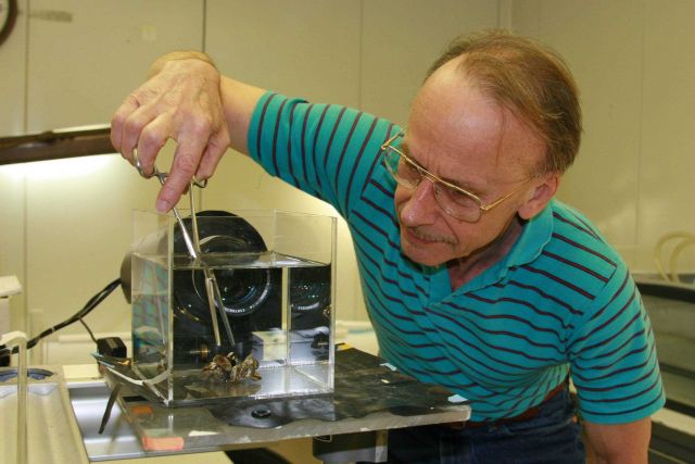 Researcher Henry Vanderploeg, of NOAA's Great Lakes Environmental Laboratory, analyzes invasive non-native mussels. Picture