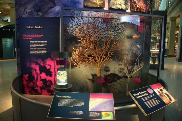 The seamount display at the Sant Ocean Hall of the Smithsonian National Museum of Natural History. Picture