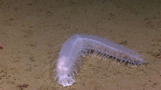 Clear white holothurian crawling on seafloor. Picture