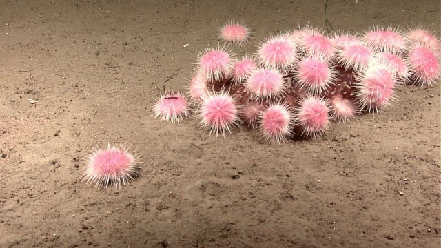 An aggregation of sea urchins apparently devouring a fairly large dead creature. Picture