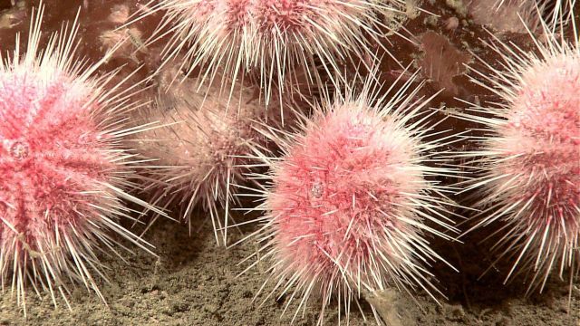 Closeup of sea urchins and small crustaceans devouring Picture