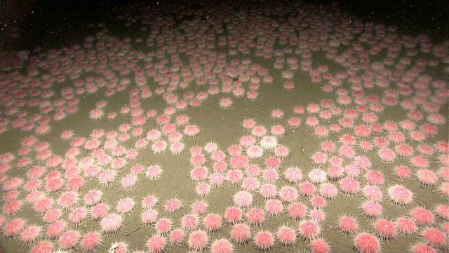 Carpet of sea urchins Picture