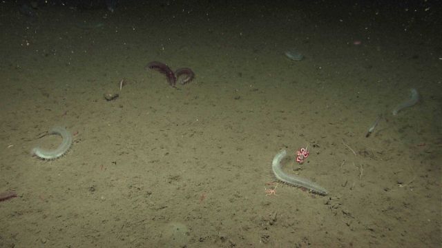 Holothurians, brittle stars, small tube worms, and at least one rattail fish. Picture
