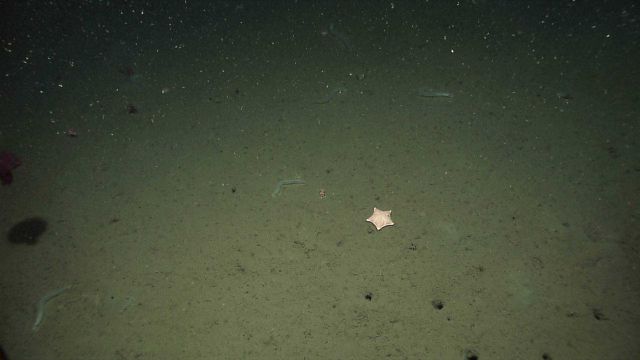 Holothurians, a large starfish and numerous burrows Picture