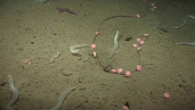 Sea urchins adhering to broken cable (perhaps remnant of an oceanographic equipment failure), large translucent white holothurians and smaller pinkish Picture