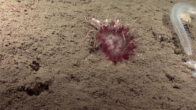 The anemone-like corallimorphian Corallimorphus pilatus Picture