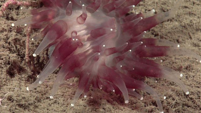 The anemone-like corallimorphian Corallimorphus pilatus Picture