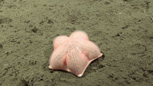 Orange starfish with fuzzy appearance Picture