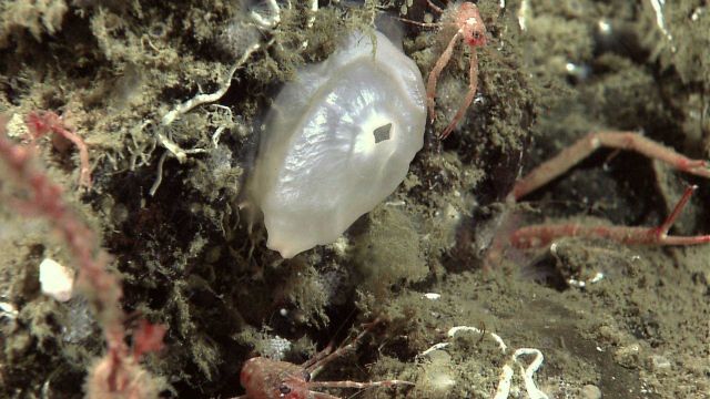 A white lustrous bivalve shell and numerous squat lobsters Picture
