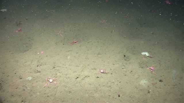 Oddly contorted brittle stars, holothurians, and numerous other life forms Picture