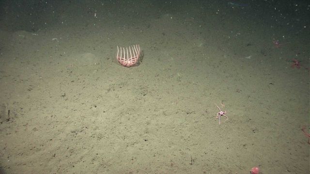 A birsingid starfish with legs upraised. Picture