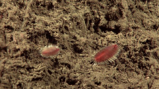 Red bristle worms. Picture