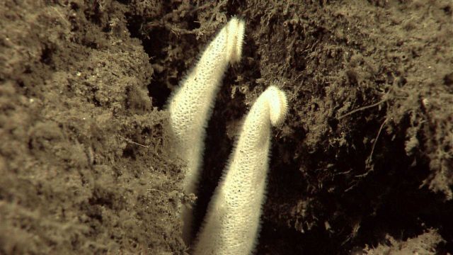 Arms of white starfish extending out from excavted hole in sediment Picture