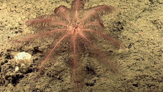 A feather star and a very odd white creature compose of semi-overlapping plates Picture