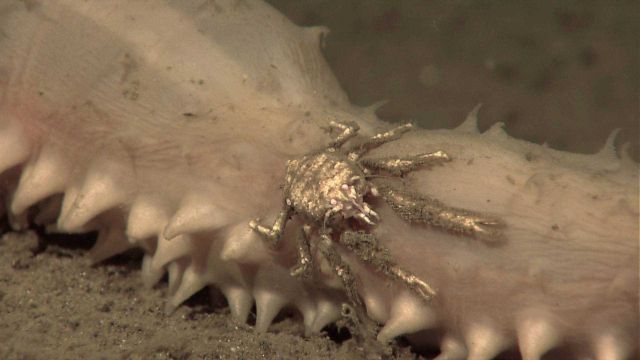 Holothurian with hitch-hiking galatheid crab Picture