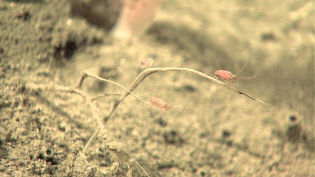 Small crustaceans on small coral? branch. Picture