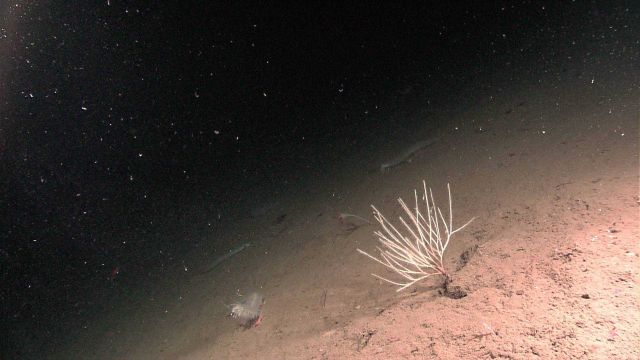 Small bamboo coral, large holothurians, and an alcyonacean coral. Picture