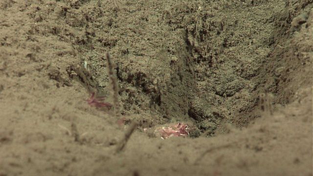Crab or squat lobster peering up from depression in sea floor. Picture