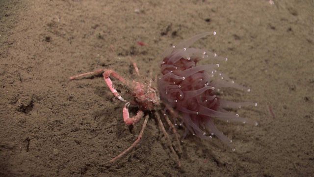 Red Lithodes sp Picture