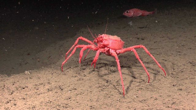 Large red Lithodes sp Picture