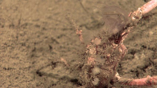 A rolling stone gathers no moss but obviously this crab has been relatively sedentary during it life as numerous life forms are adhering to its carapa Picture