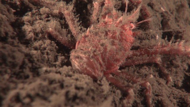 Closeup of squat lobster covered with sediment. Picture
