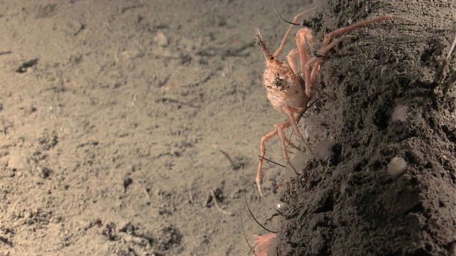 Orange crab crawling on ledge. Picture