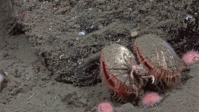 Large scallops adhering to boulder, pink sea urchins, and small tube worms. Picture