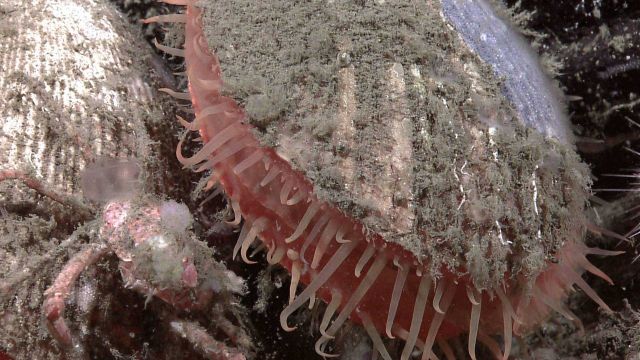 Closeup of a large scallop with a small galatheid crab on an adjacent scallop. Picture