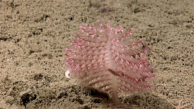 A small pinkish to translucent sea pen (pennatulacean coral) Picture