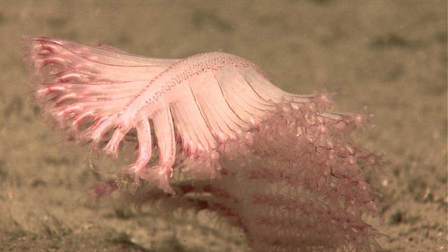 A small pinkish-orange to translucent sea pen (pennatulacean coral) showing flexibility and ability to bend with currents Picture