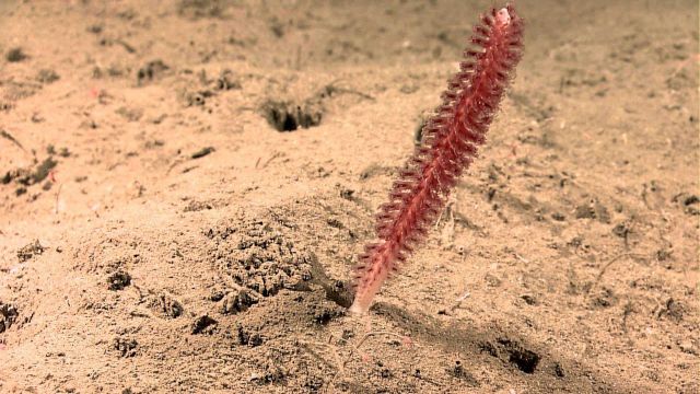 Side view of sea pen (pennatulacean coral) Picture