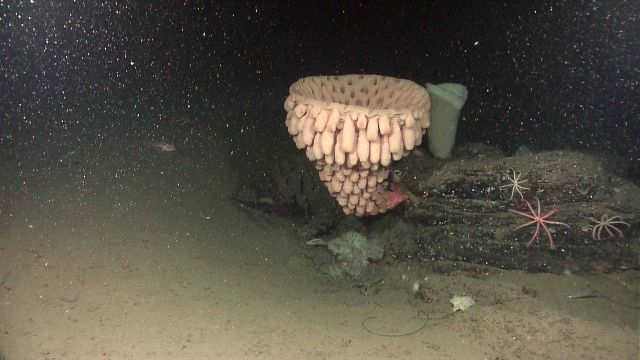 Goiter sponge (Heterochone calyx) Picture
