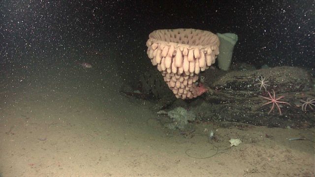 Goiter sponge (Heterochone calyx) Picture