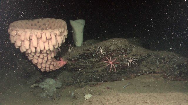Goiter sponge (Heterochone calyx) Picture