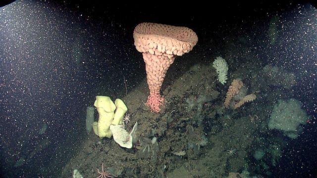 Goiter sponge (Heterochone calyx) Picture