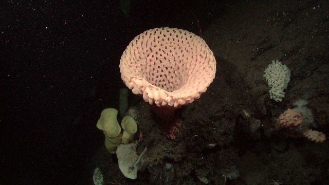 Goiter sponge (Heterochone calyx) Picture