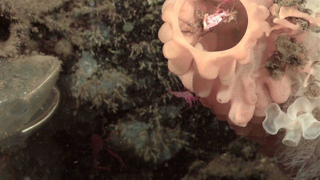 A remarkable goiter sponge (Heterochone calyx) and a large, but smaller white vase sponge Picture