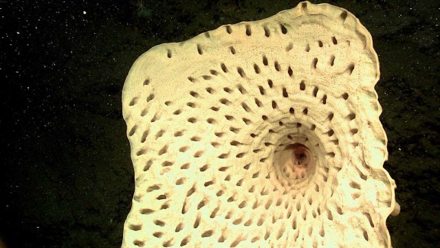 Closeup of goiter sponge (Heterochone calyx) Picture